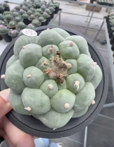 Vendita cactus raro - cactus,