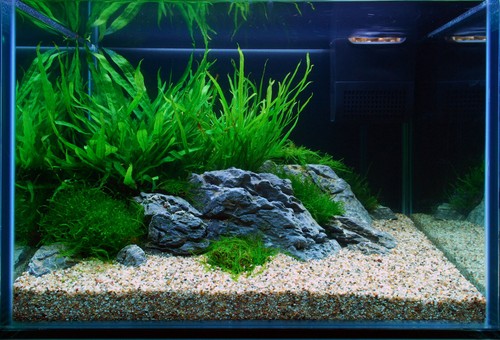 Tropica layout 106 guppy - layout, n.106