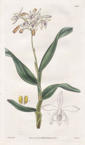 Epidendrum pallidiflorum fiore - epidendrum,