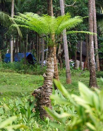 Phoenix pusilla ceylon date - pusilla, |