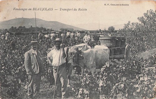 Vendange beaujolais le - en,