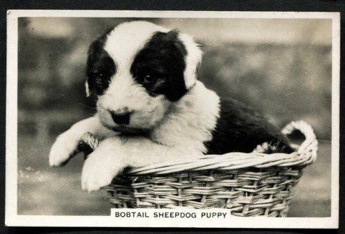 Tobacco card senior - card,, service