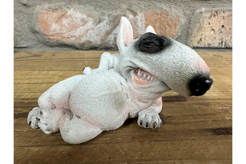 Smirking bull terrier - terrier, white