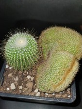 Notocactus Leninghausii cristata+normal rare cactus H5cm W9cm kakteen cacti