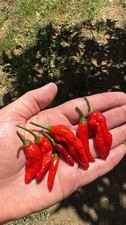 10 Semi Naga Morich
