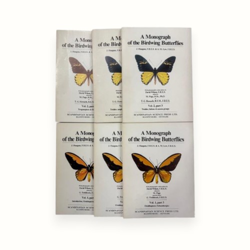 Haugum low birdwing - haugum,