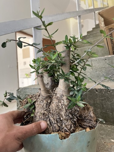 Bonsai olivastro come - olivastro, nella