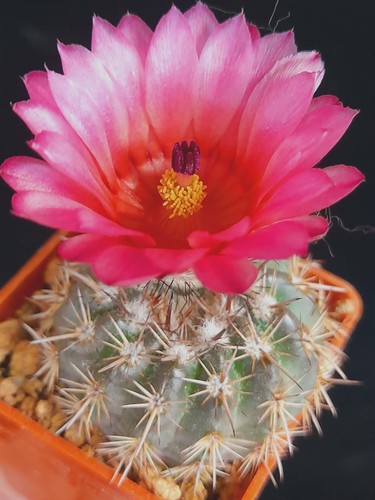 Notocactus mammullos - , f
