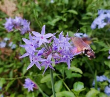 Semi tulbaghia violacea - semi,