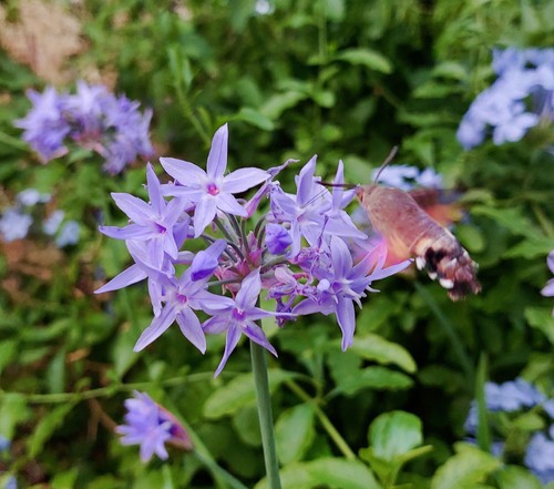 Semi tulbaghia violacea - 🌾tulbaghia,
