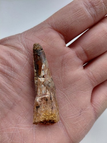 Dente spinosauro - spinosauro, cm