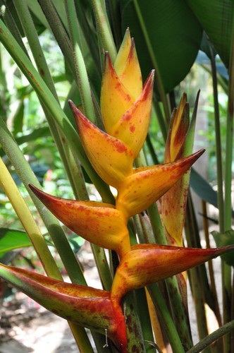 Heliconia champneiana splash - heliconia,