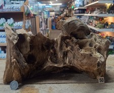 Derwen quercia palude cm - derwen,