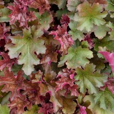 Ruffles cioccolato viola - ruffles,