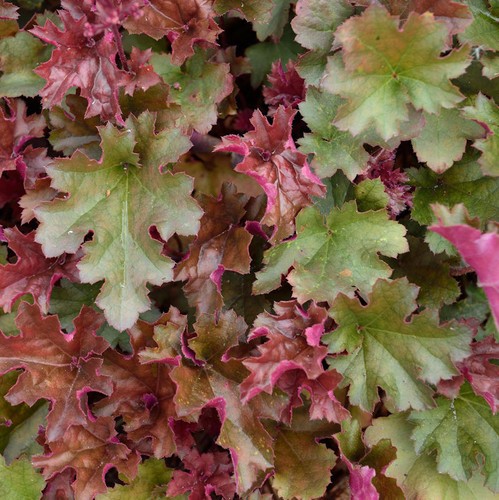 Ruffles cioccolato viola - di,