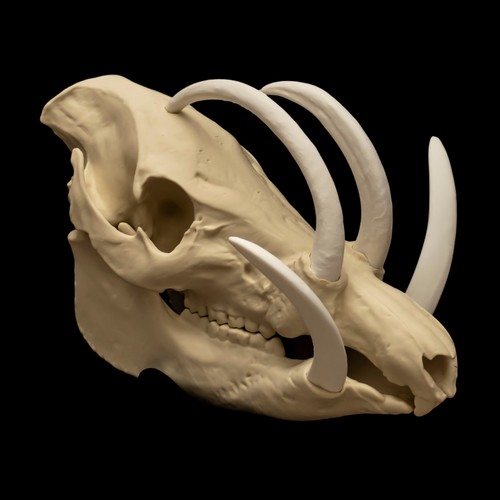 Babirusa skull replica - skull,