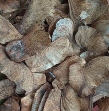 ACER CAMPESTRE ACERO FIELD