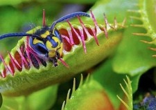 Dionaea Muscipula( ~ 50