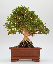 Bonsai di Azalea Rododendro