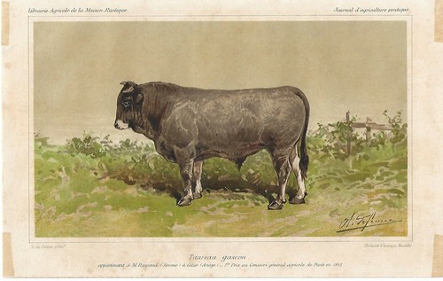 Stampa antica toro - stampa, razza