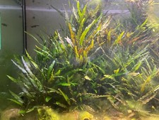 INFO lotto piante acquario acqua dolce tropicale aponogeton crispus cryptocoryne
