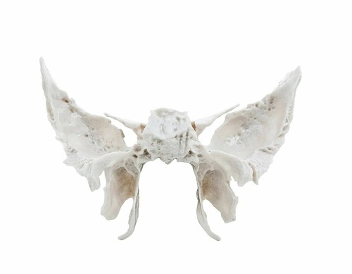 Sphenoid osso originale - da,
