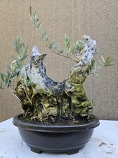 Old European Olive Bonsai