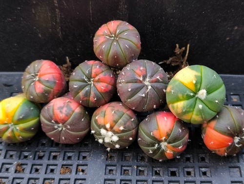 5pcs astrophytum asterias - 5pcs,