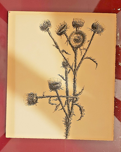 Grafica disegno china fiori - china,