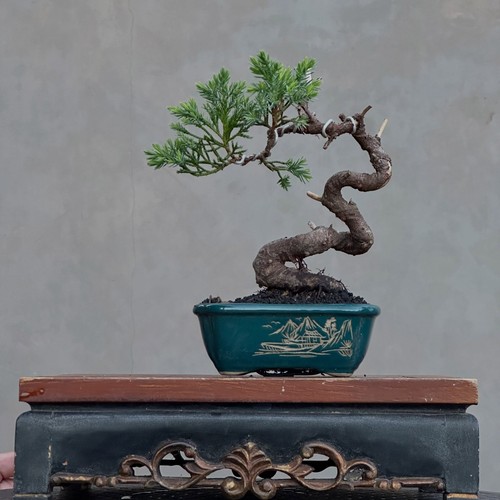 Bonsai juniperus sinensis - juniperus,