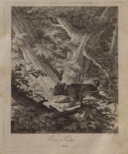 Ridinger Saufinder Sau-Hund Saurüde Caccia Cane da Caccia Hunter Hunt Cinghiale