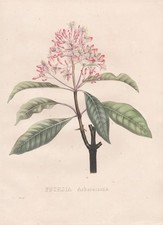 Fucsia arborescens perù - fucsia,