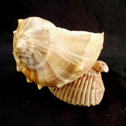 Conchiglia costiera pollici - conchiglia,