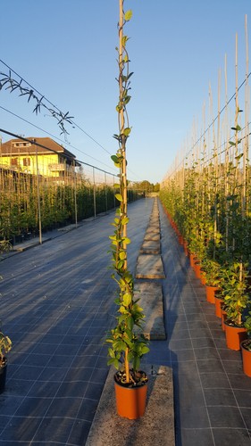 Rhyngospermum falso - rhyngospermum,
