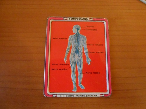 Gadget corpo umano - gadget-il,