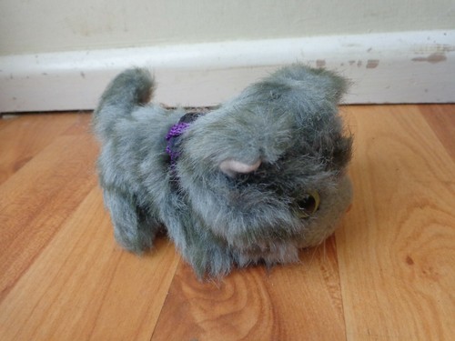 Genuine the cat - cat, artlist