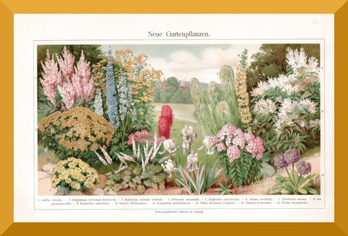 Piante giardino nuove - da,