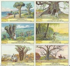 S 1306 / LIEBIG / ALBERI