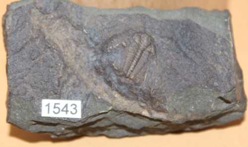 Paradoxides gracilis - paradoxides,