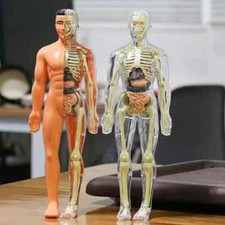 Modello anatomico corpo umano