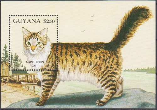 Guyana 1992 maine coon - 1992,