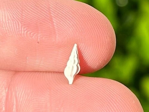 Florida fossil gastropod - florida,