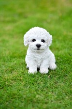 Statua Bichon Frise Cucciolo