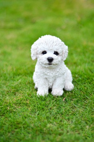 Statua bichon frise - statua,