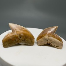 Coppia bellissimi denti