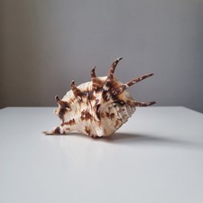 Conchiglia Marina Naturale