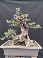 Bonsai Di Olivo Selvatico