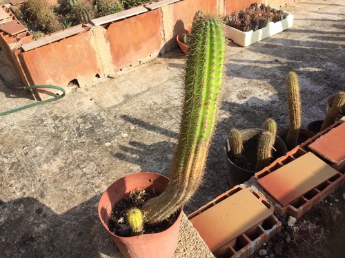 Cactus trico cereus spachianus - cereus,