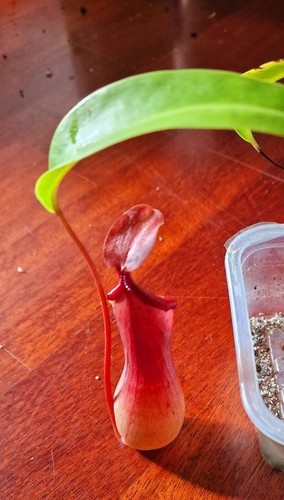 Nepenthes ventrata pianta - ventrata, (pianta