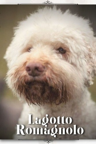 Lagotto romagnolo dog - romagnolo:,
